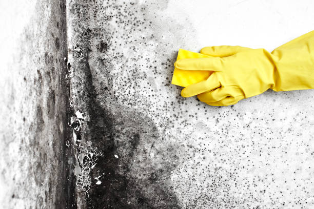 Mold Testing and Removal in Bradford Woods, PA