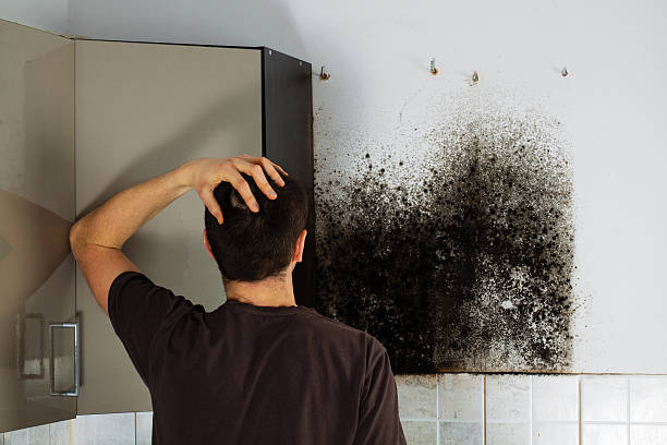 Best Fast Mold Removal  in Bradford Woods, PA