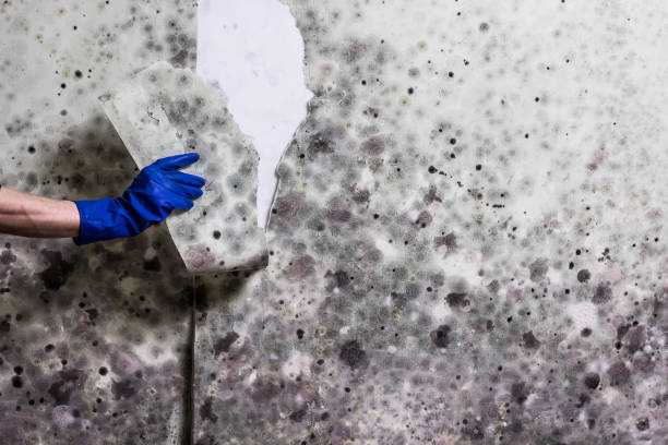 Best Toxic Mold Removal  in Bradford Woods, PA