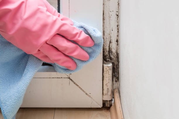 Trusted Bradford Woods, PA Mold Removal Experts